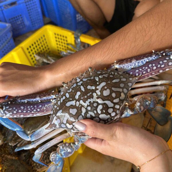 Ghẹ xanh khổng lồ