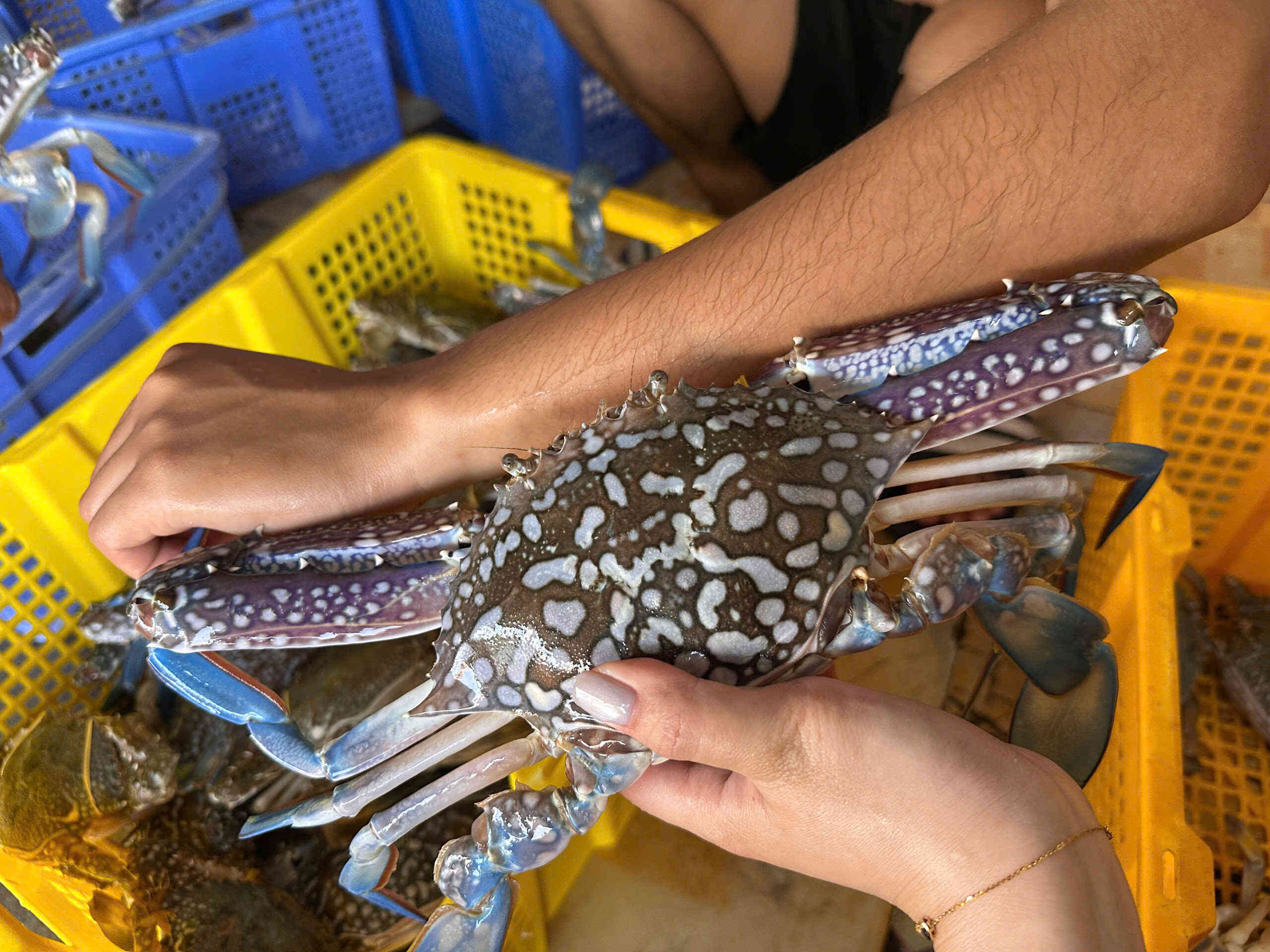 Ghẹ xanh khổng lồ