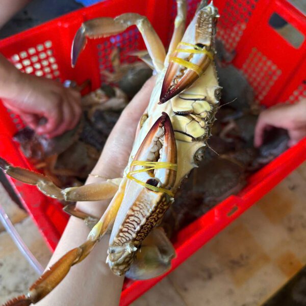 Ghẹ xanh khổng lồ tươi