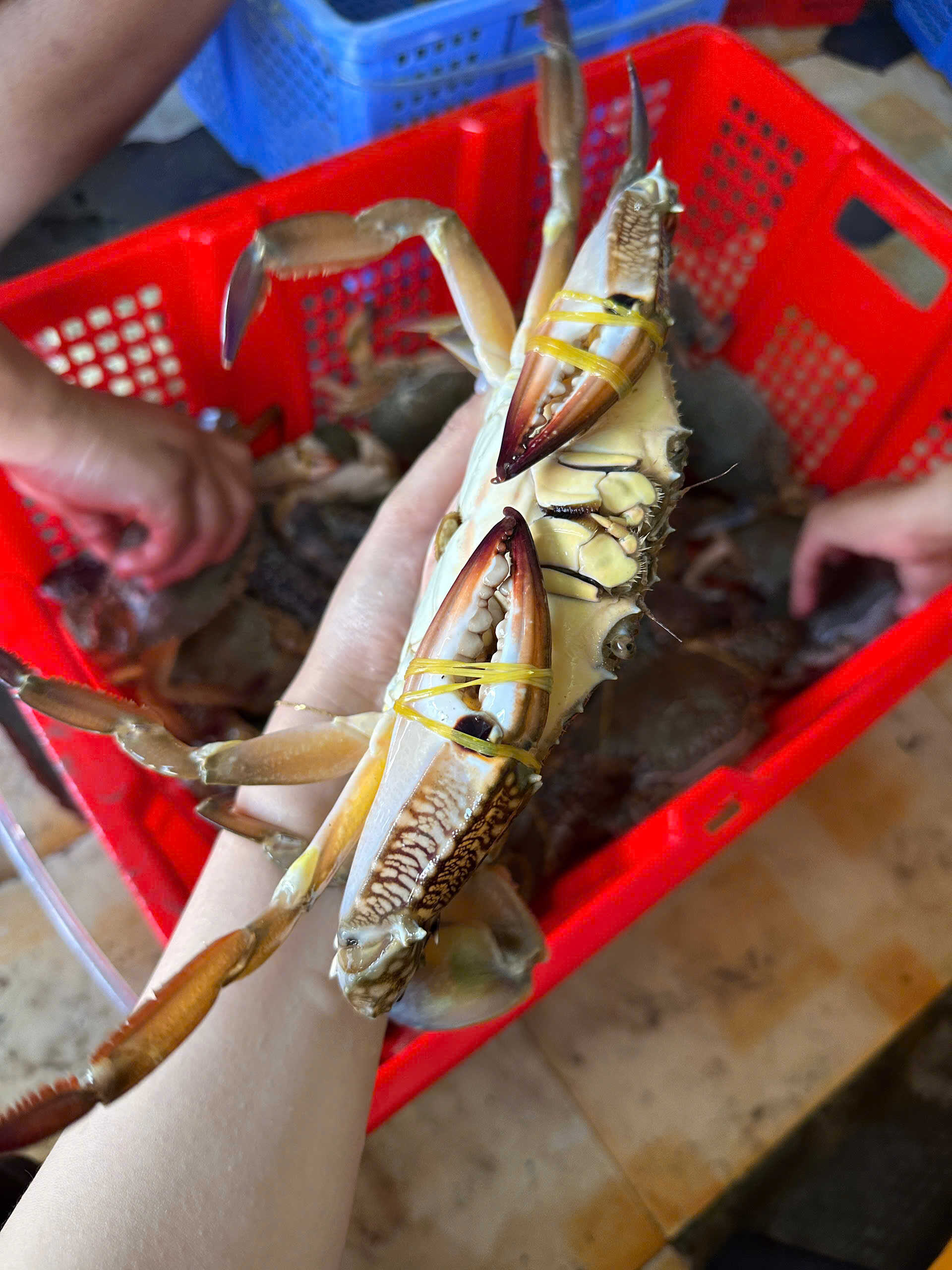 Ghẹ xanh khổng lồ tươi