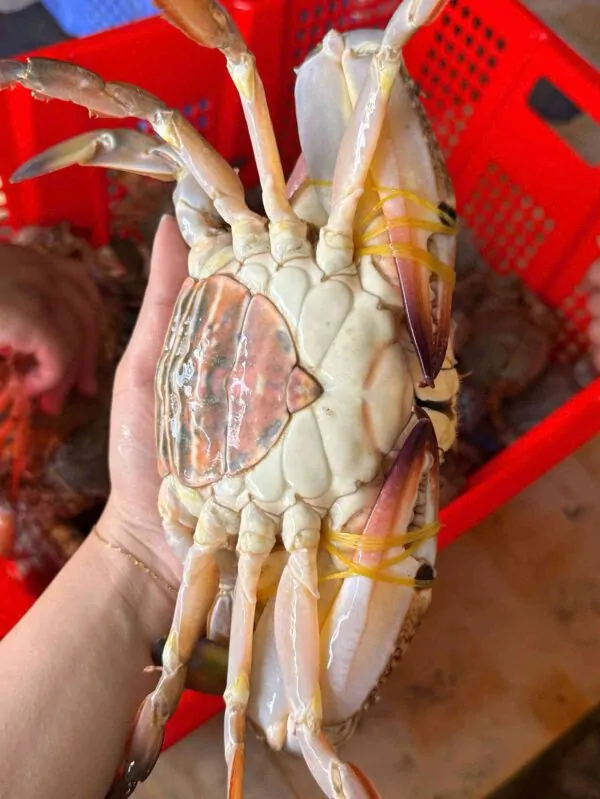 Ghẹ xanh khổng lồ tươi ngon
