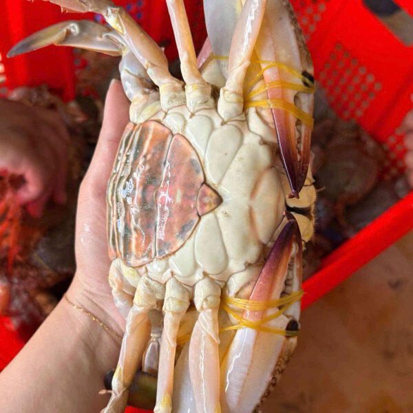 Ghẹ xanh hải sản