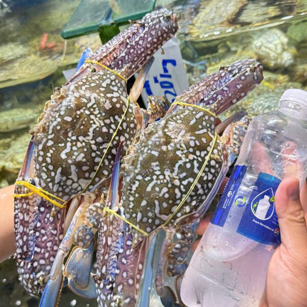 Ghẹ xanh cỡ đại tươi