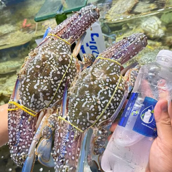 Ghẹ xanh cỡ đại tươi