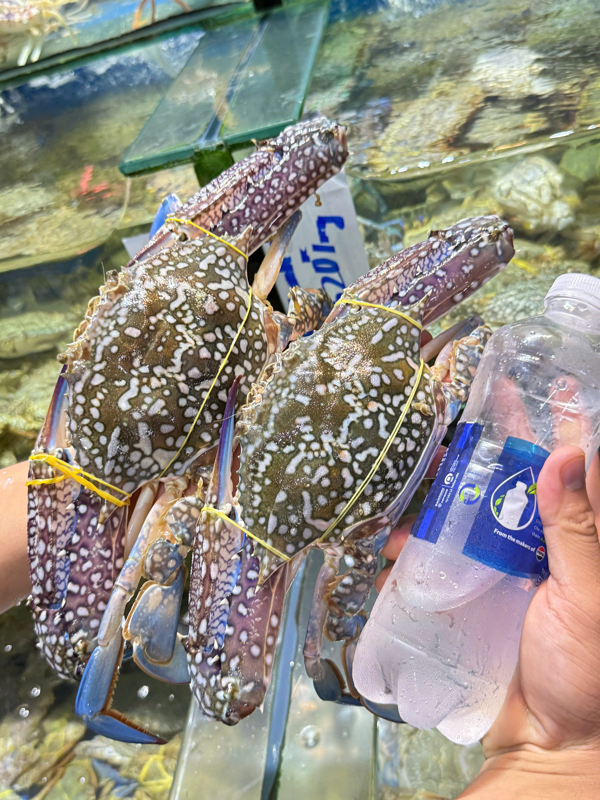 Ghẹ xanh cỡ đại tươi