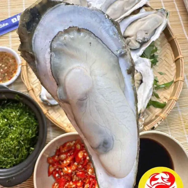 Hàu tươi