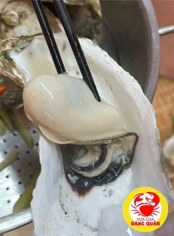 Hàu tươi ngon