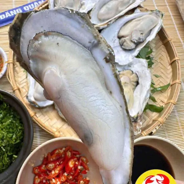 Hàu đại dương tươi ngon