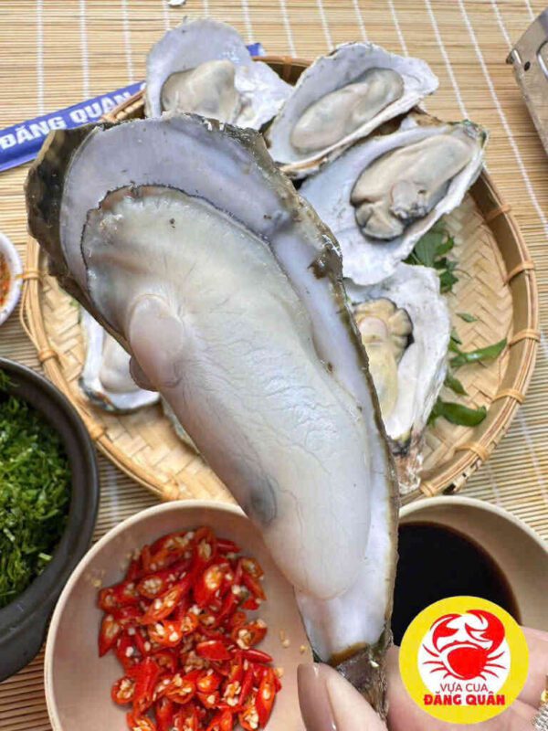 Hàu đại dương tươi ngon