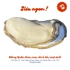 Hàu đại dương