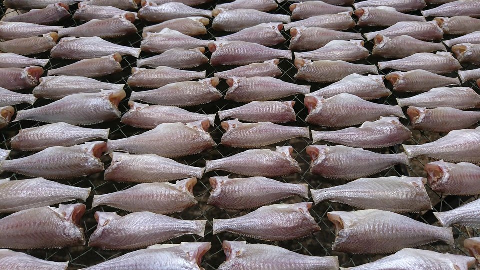 Khô lù đù 1 nắng