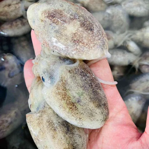 Mực nang tươi sống