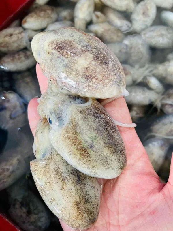Mực nang tươi sống