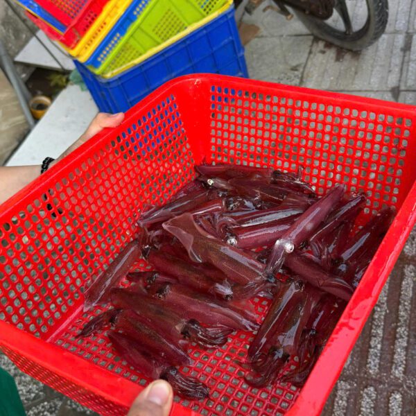 Hải sản mực ống tươi giá hợp lý