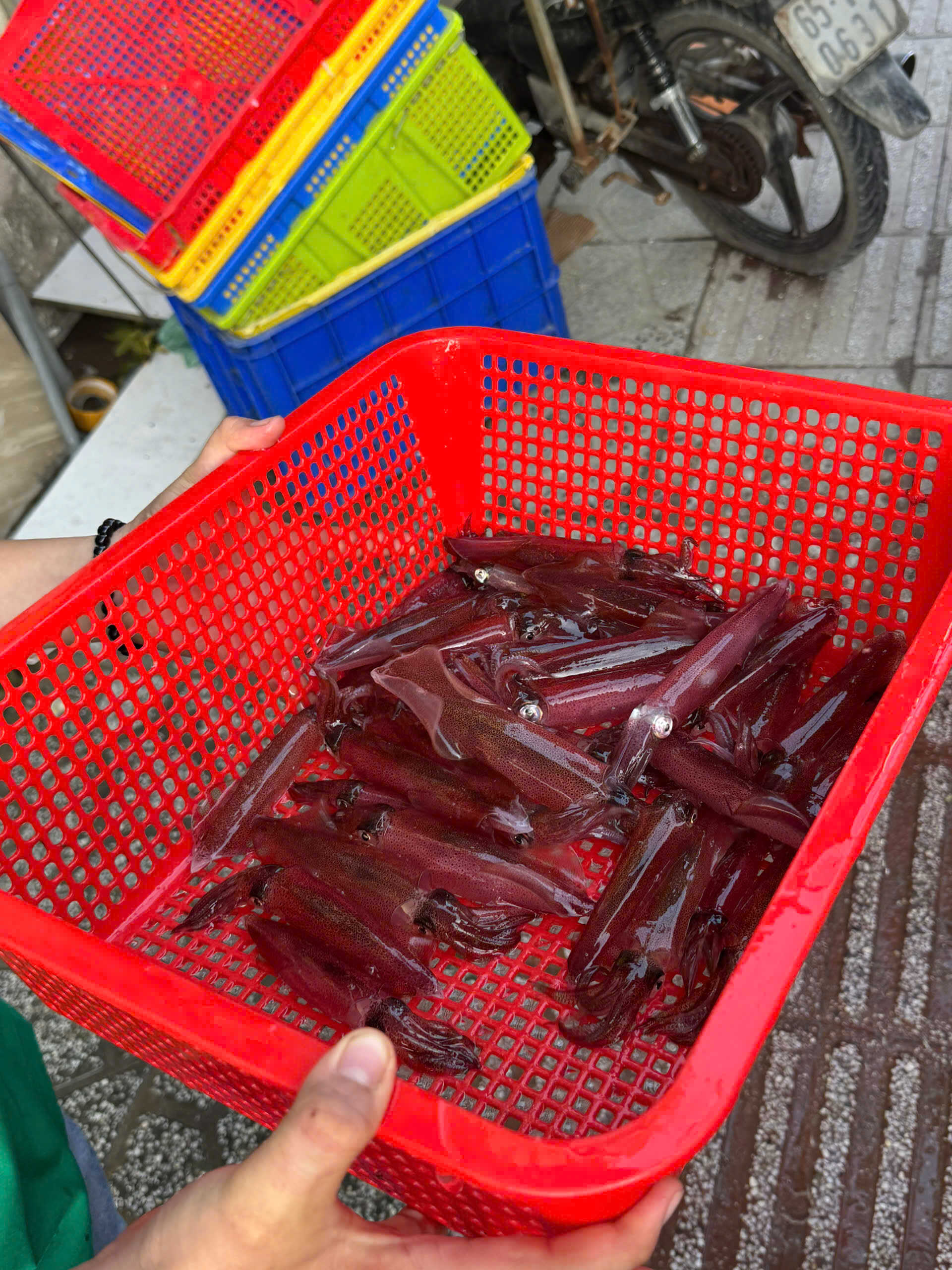 Hải sản mực ống tươi giá hợp lý