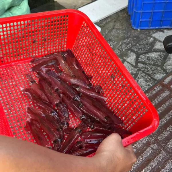 Mực ống tươi