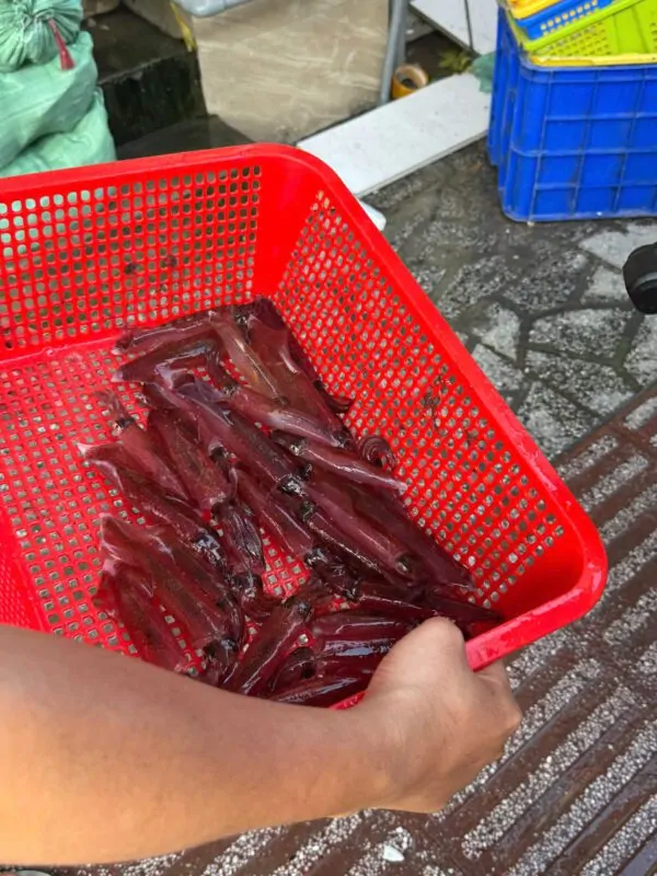 Mực ống tươi
