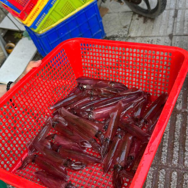 Mực ống tươi Đảng Quân