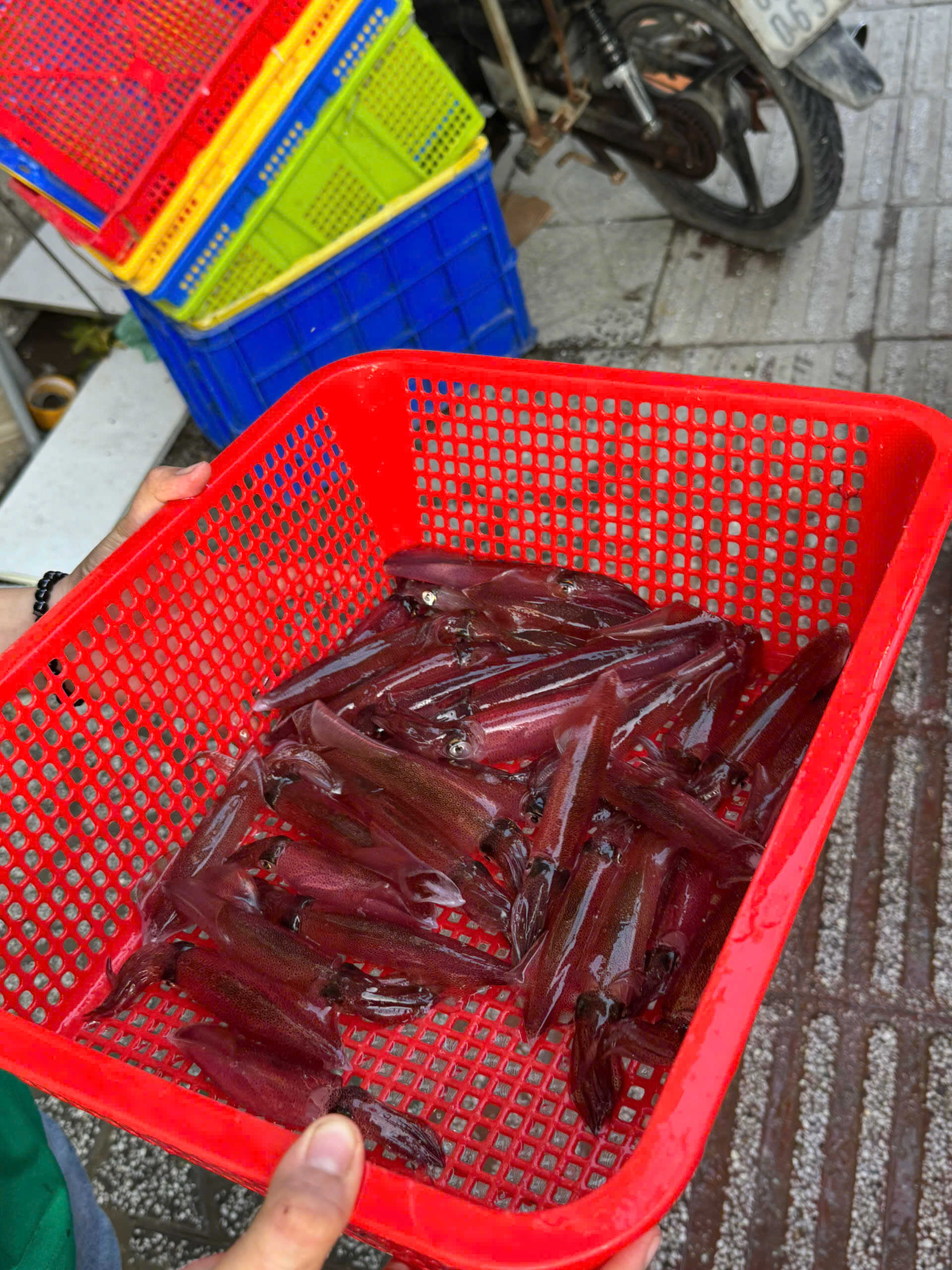 Mực ống tươi Đảng Quân