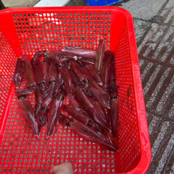 Mực ống tươi Đảng Quân Cần Thơ