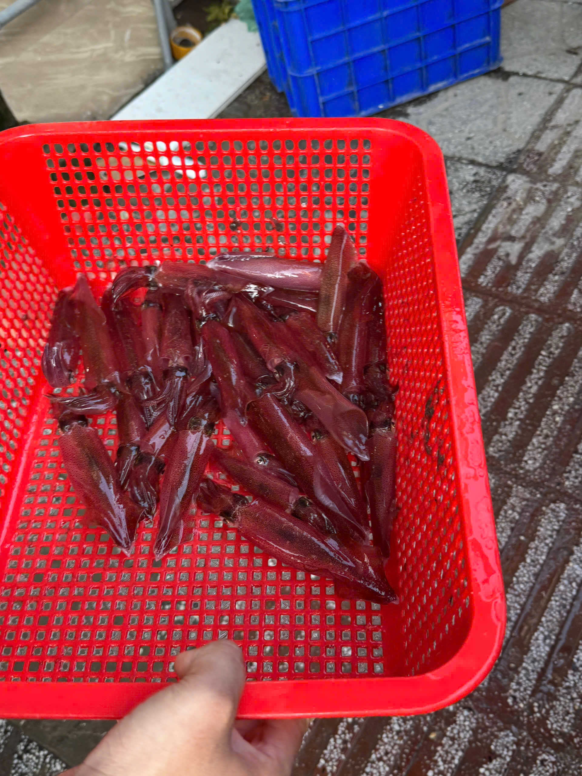 Mực ống tươi Đảng Quân Cần Thơ