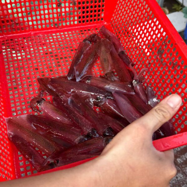 Hải sản mực ống tươi Đảng Quân Cần Thơ