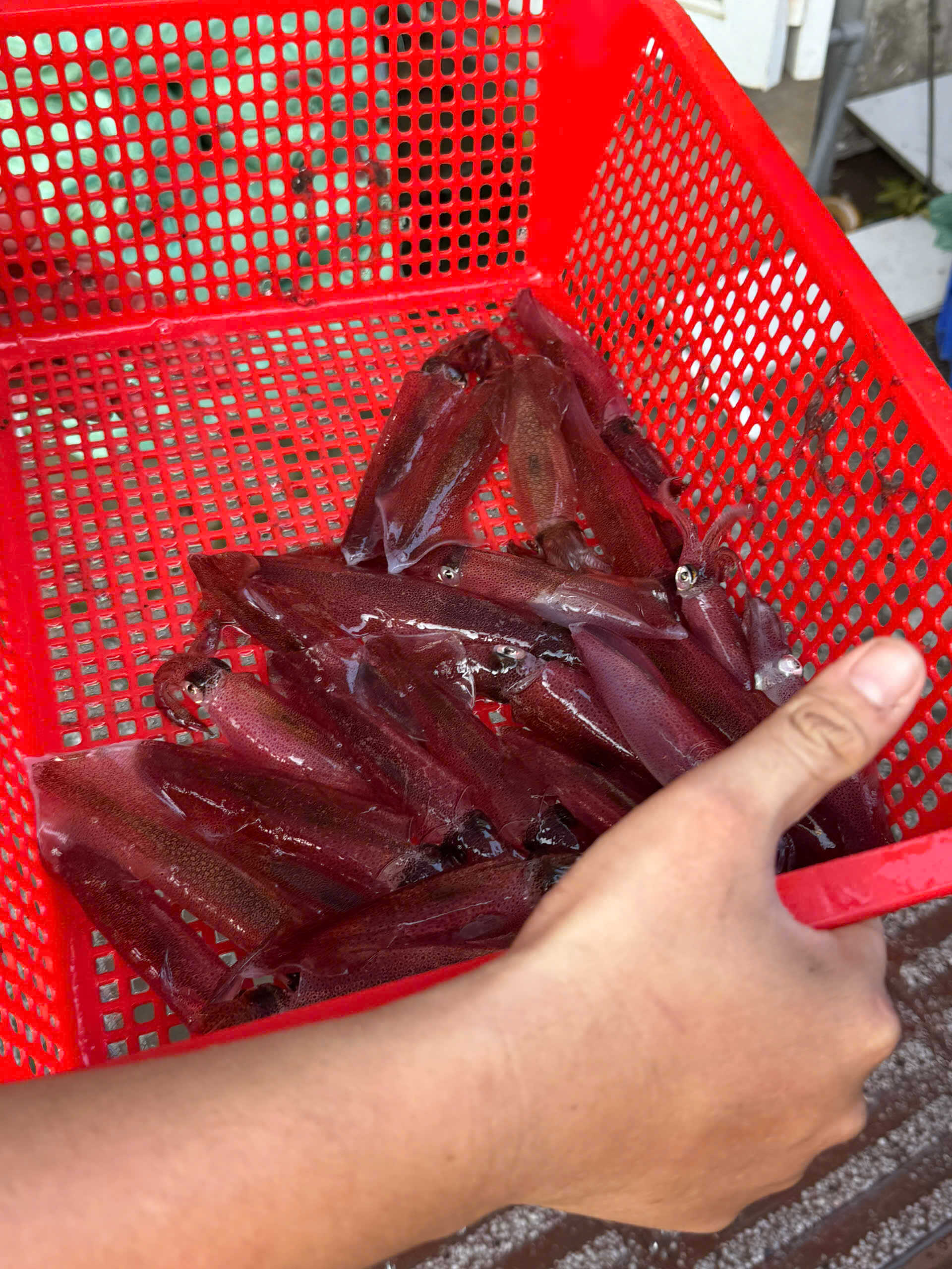 Hải sản mực ống tươi Đảng Quân Cần Thơ