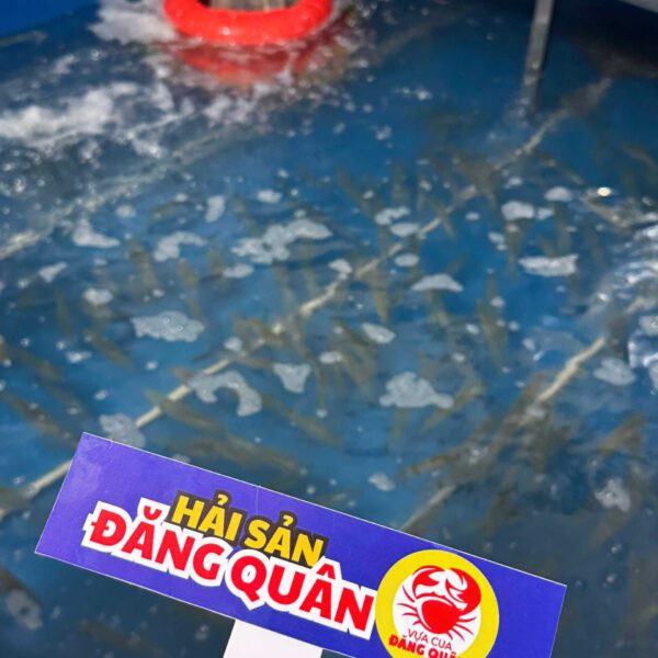 Hải sản mực ống tươi