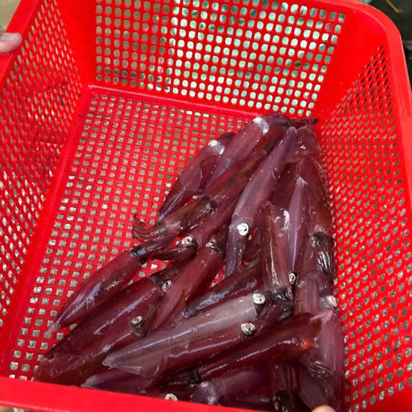 Hải sản mực ống