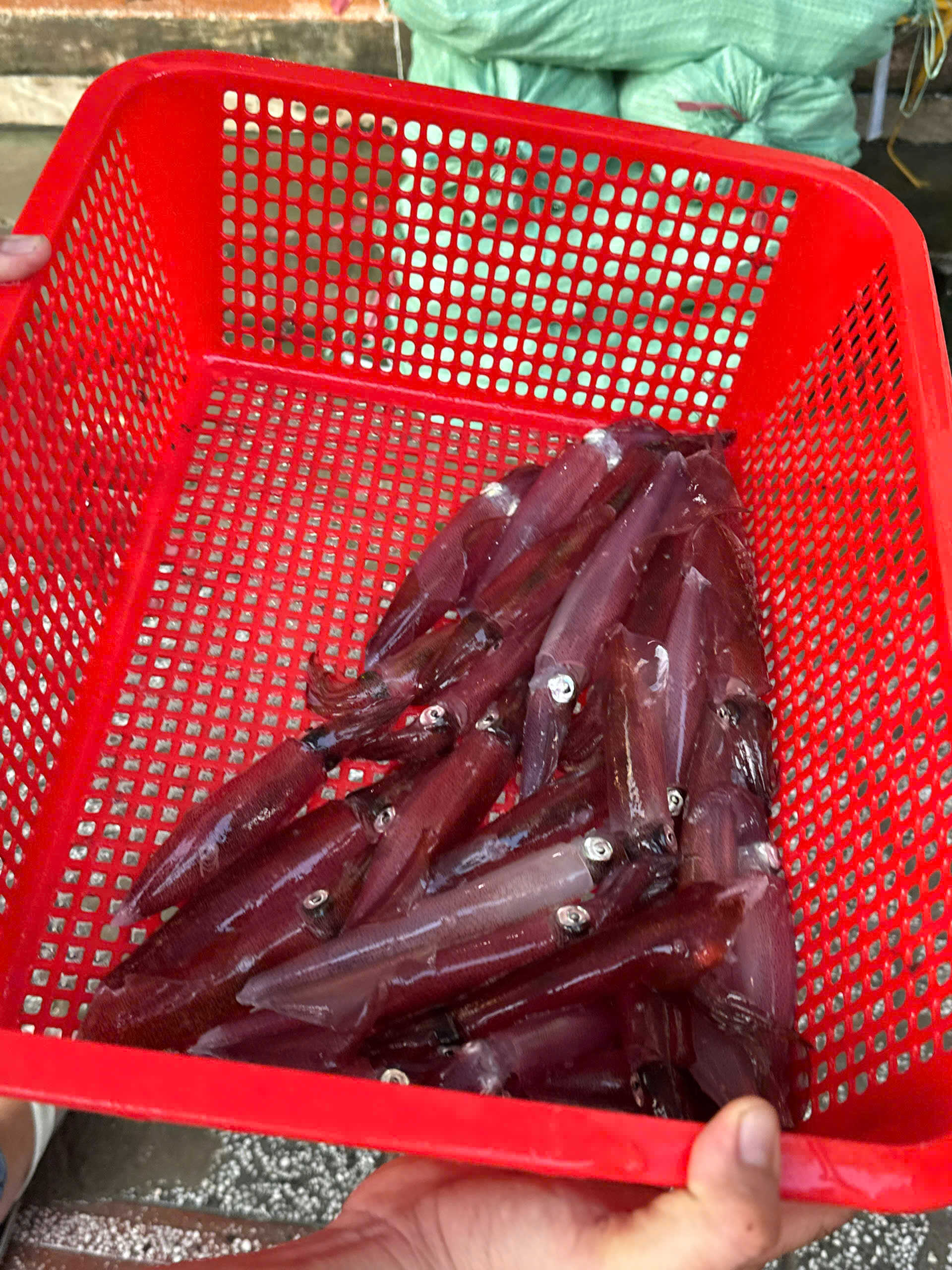 Hải sản mực ống