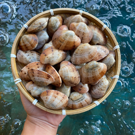 Ngao 2 còi sản phẩm