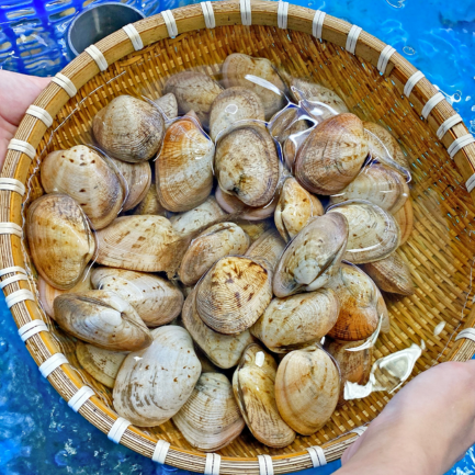 Ngao 2 còi sản phẩm