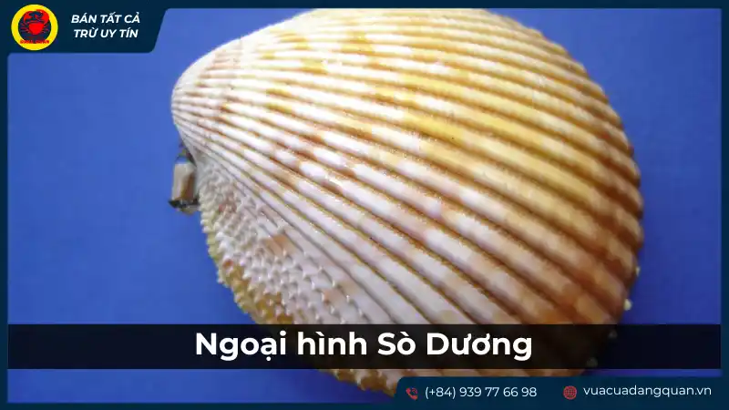 Ngoại hình vỏ sò dương