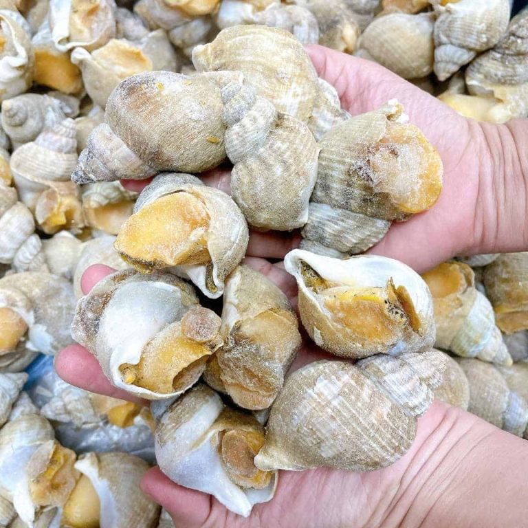 Ốc bulot Ốc bulot