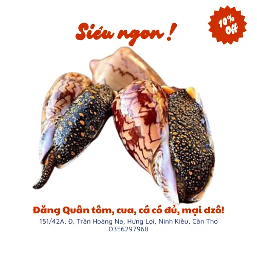 Ốc giác đen