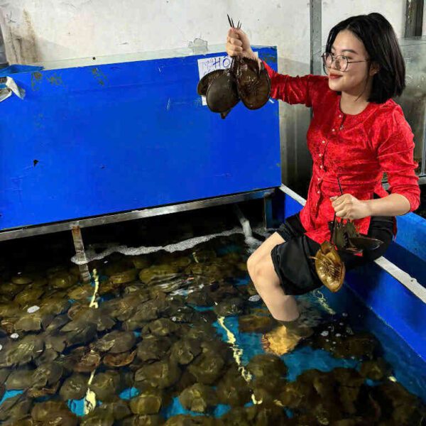 sam tươi Đăng Quân