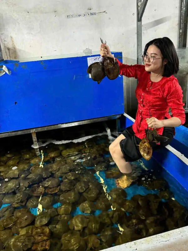 sam tươi Đăng Quân