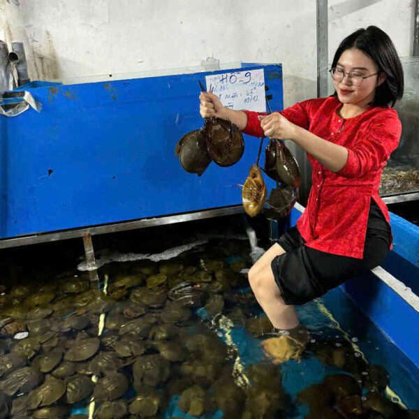 sam tươi ngon Đăng Quân