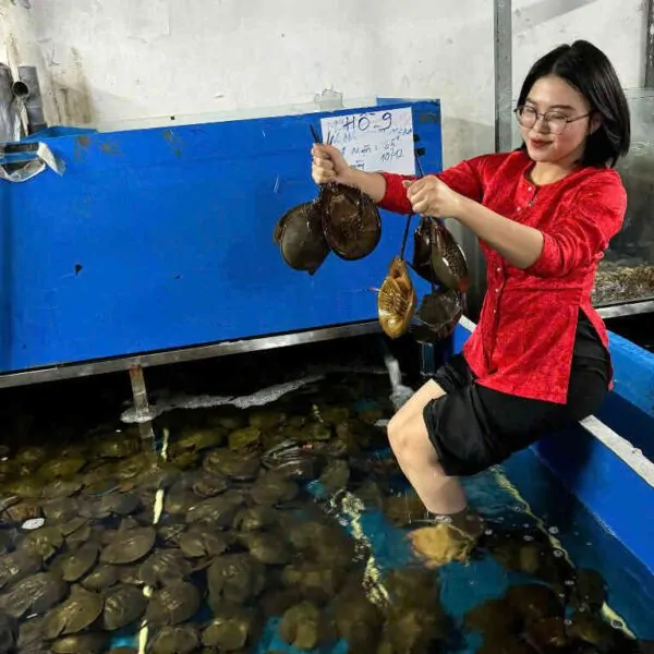 sam tươi ngon Đăng Quân
