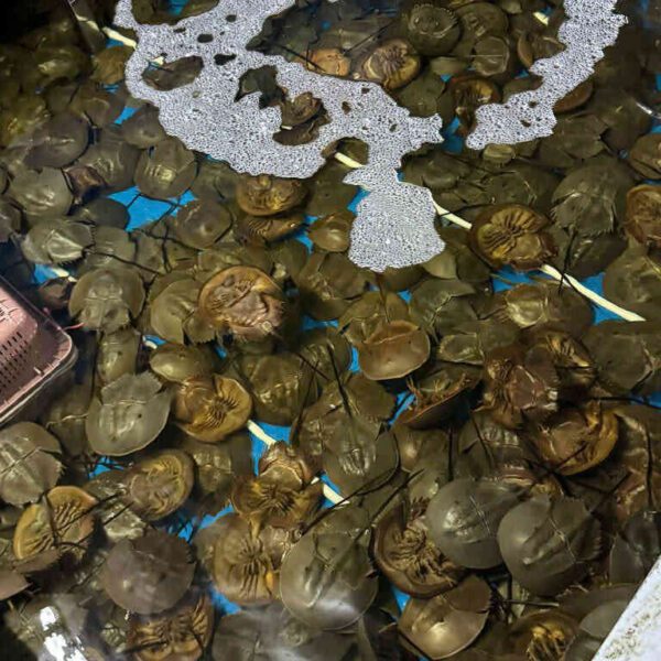 sam trứng ngon Đăng Quân