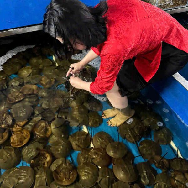 sam Đăng Quân Cần Thơ