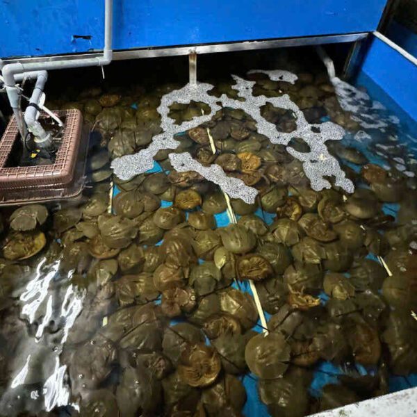 Sam giàu dinh dưỡng