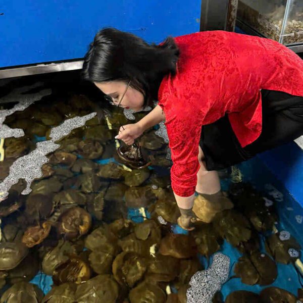 Sam trứng giàu dinh dưỡng