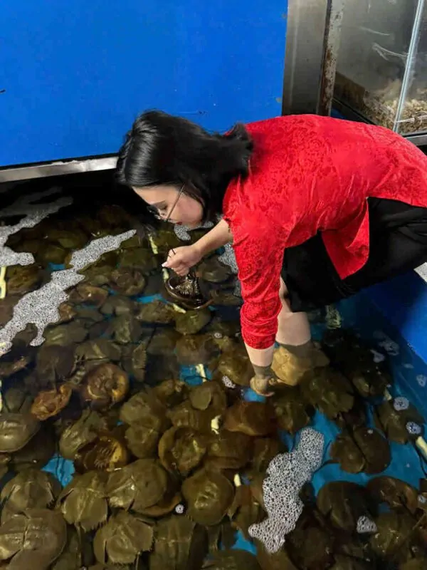 Sam trứng giàu dinh dưỡng