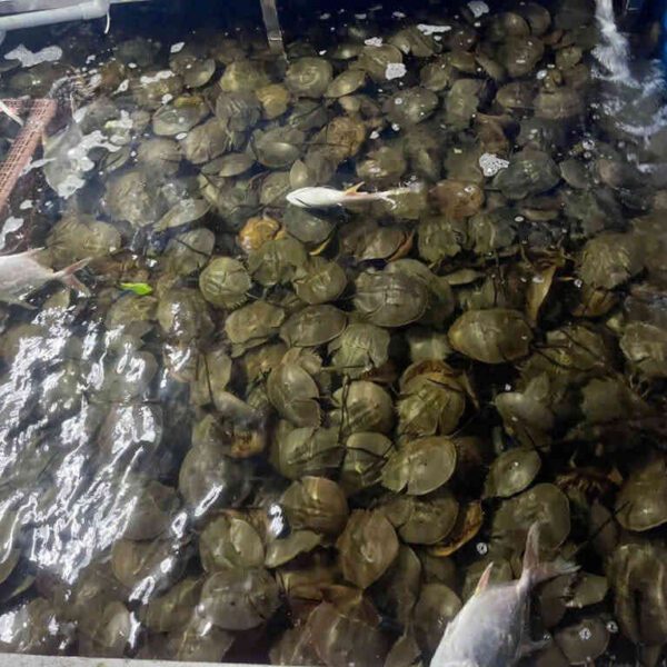 Sam trứng giàu dinh dưỡng Cần Thơ