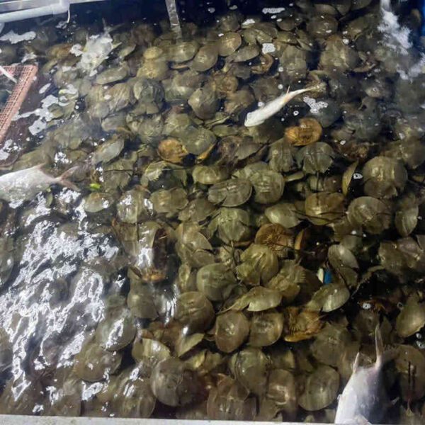 Sam trứng giàu dinh dưỡng Cần Thơ Đăng Quân