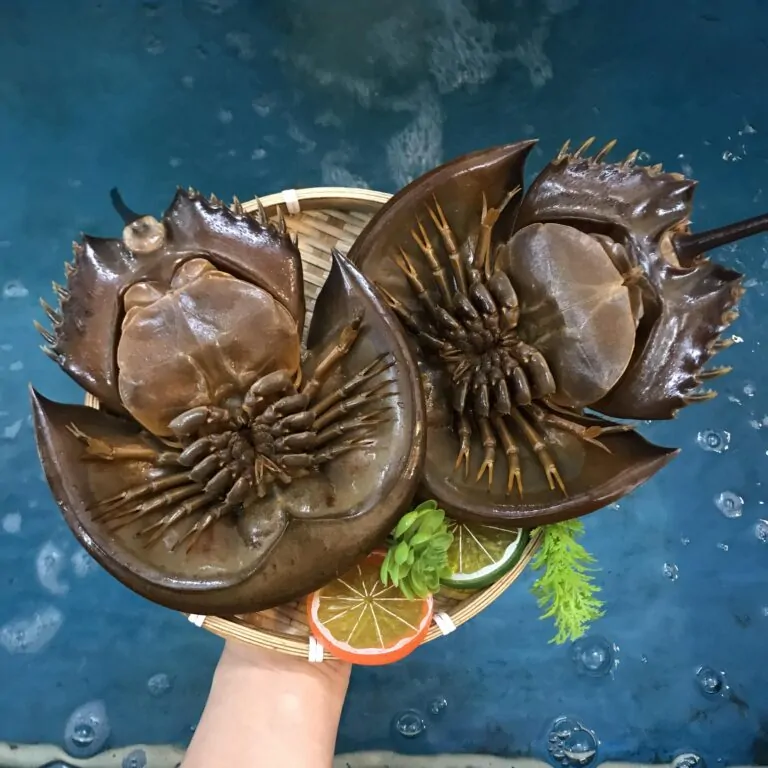 Sam trứng