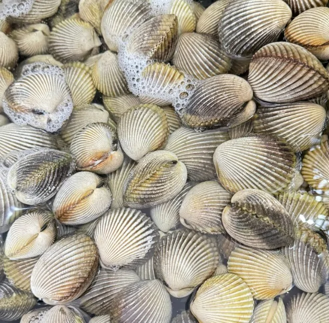 Sò cò Phú Quốc
