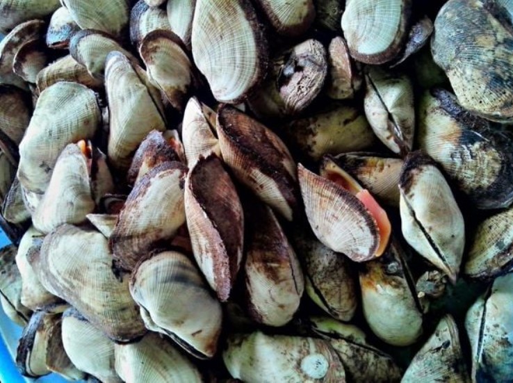 Sò dẹo Sò dẹo