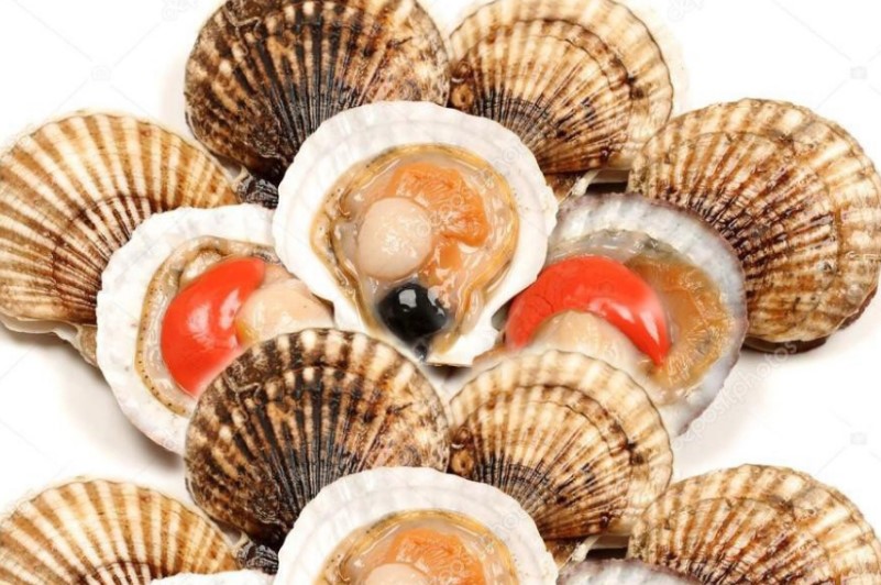 Sò điệp Nhật sống